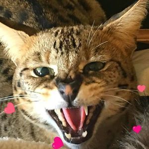 Meet your Posher, Gabby